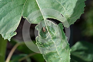 Selective focus shot of a small bug on a green leaf