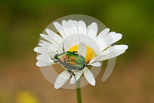 Selective focus shot of a small bug sitting on a chamomile
