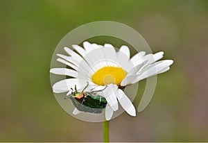 Selective focus shot of a small bug sitting on a chamomile