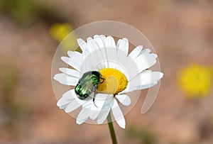 Selective focus shot of a small bug sitting on a chamomile