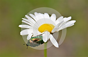 Selective focus shot of a small bug sitting on a chamomile