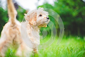 Selective focus shot of a small Cavapoo dog in a park