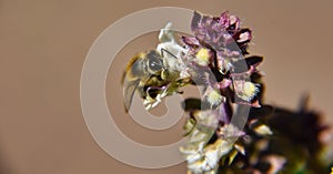 Selective focus shot of a small honey bee pollinating a beautiful white flower in the garden