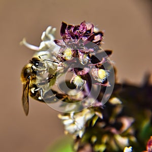 Selective focus shot of a small honey bee pollinating a beautiful white flower in the garden