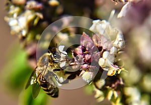 Selective focus shot of a small honey bee pollinating a beautiful white flower in the garden