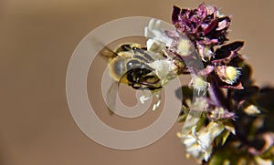 Selective focus shot of a small honey bee pollinating a beautiful white flower in the garden
