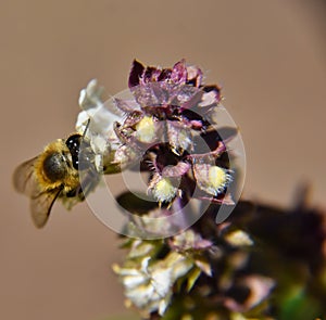 Selective focus shot of a small honey bee pollinating a beautiful white flower in the garden