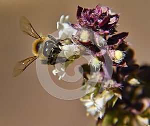 Selective focus shot of a small honey bee pollinating a beautiful white flower in the garden