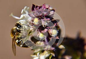 Selective focus shot of a small honey bee pollinating a beautiful white flower in the garden