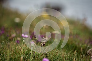 Selective focus shot of small purple flowers on a grass-covered meadow