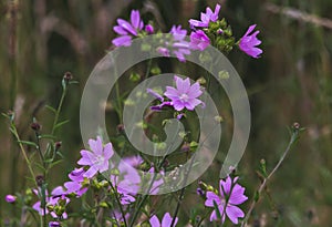 Selective focus shot of small purple flowers grozing in a field