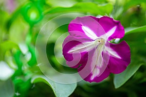 Selective focus shot of a small purple Petunia with white marks on leaves