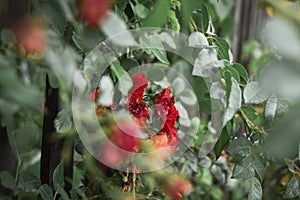 Selective focus shot of small red garden roses growing on the bush