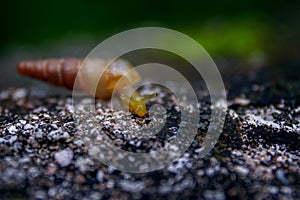 Selective focus shot of a small snail with a pointed long shell on a stone
