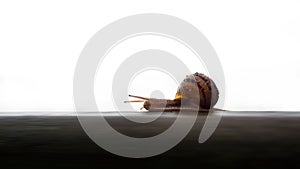 Selective focus shot of a snail crawling slowly on a wooden surface with a white background