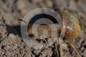 Selective focus shot of a snail on the ground in Belianske Tatras, Slovakia