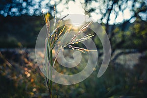 Selective focus shot of sorghastrum nutans, commonly known as indiangrass under the sunlight