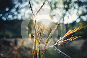 Selective focus shot of sorghastrum nutans, commonly known as indiangrass under the sunlight