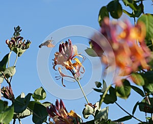 Selective focus shot of a sphingidae flying toward a honeysuckle flower