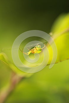 Selective focus shot of a spider making a web on a green leaf