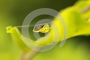 Selective focus shot of a spider making a web on a green leaf