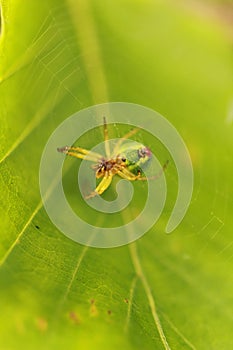 Selective focus shot of a spider making a web on a green leaf