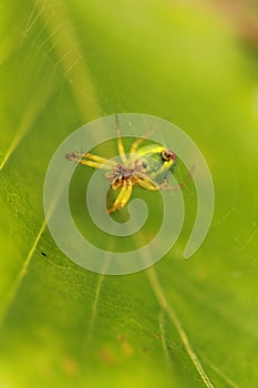 Selective focus shot of a spider making a web on a green leaf