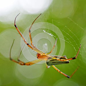 Selective focus shot of a spider from Tianmu mountain in Hangzhou China photo