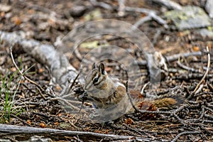 Selective focus shot of a squirrel eating a stick in a forest