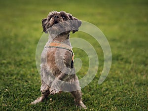 Selective focus shot of standing begging dog in the green grass