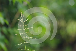 Selective focus shot of a sweetgrass branch with a blurry green background photo