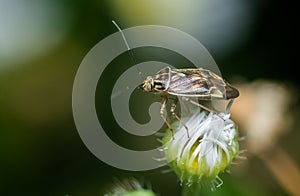 Selective focus shot of a Tarnished plant bug