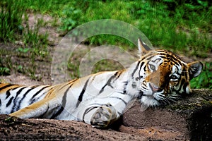 Selective focus shot of a tiger laying its head on a rock with a blurry grass background