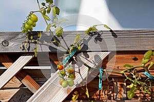 Selective focus shot of a tomato plant with fruits clipped on wooden planks