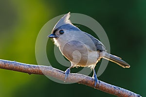 Selective focus shot of tufted titmouse (Baeolophus bicolor) perched on a branch