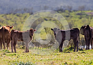 Selective focus shot of two calves in a meadow