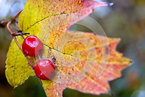 Selective focus shot of two cherries on an autumnal leaf in a forest