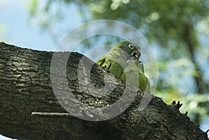 Selective focus shot of two cute green parrots kissing each other while sitting on a wooden log