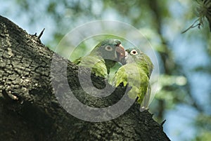 Selective focus shot of two cute green parrots kissing each other while sitting on a wooden log