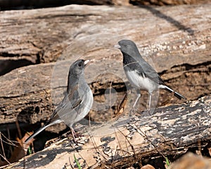 Selective focus shot of two dark-eyed juncos (Junco hyemalis) in Dover, Tennessee