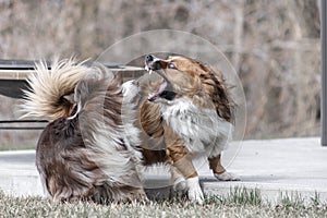 Selective focus shot of the two dogs playing with each other outdoors