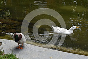 Selective focus shot of two ducks on the river