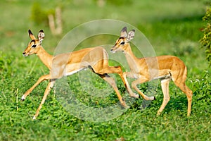 Selective focus shot of two gazelles running around on a grass-covered field
