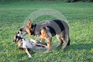 Selective focus shot of two german shepherds playing on the gars