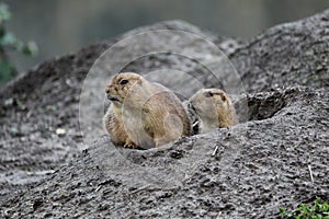 Selective focus shot of two gophers near a big hole