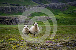 Selective focus shot of two sheep standing on a grassy field  - great for background