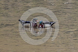 Selective focus shot of two Wood ducks (Aix sponsa) swimming in a small pond