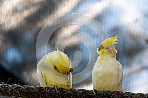 Selective focus shot of two yellow cockatiels (nymphicus hollandicus)