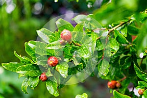 Selective focus shot of the unbloomed red flowers on the branch with green leaves with waterdrops