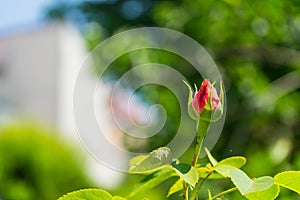 Selective focus shot of an unbloomed red rose on blurred background with bokeh lights